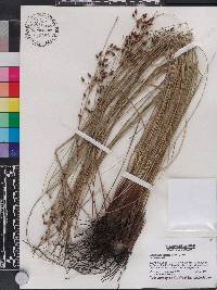 Fimbristylis castanea image