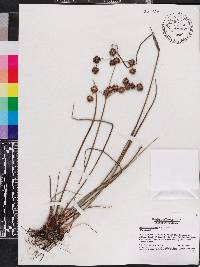 Juncus megacephalus image