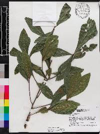 Quercus laurifolia image