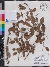 Ulmus crassifolia image