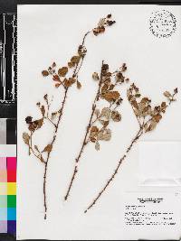 Rubus cuneifolius image