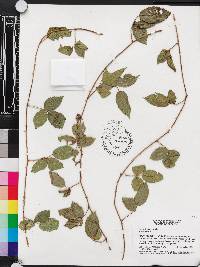 Rubus trivialis image