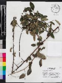 Berchemia scandens image