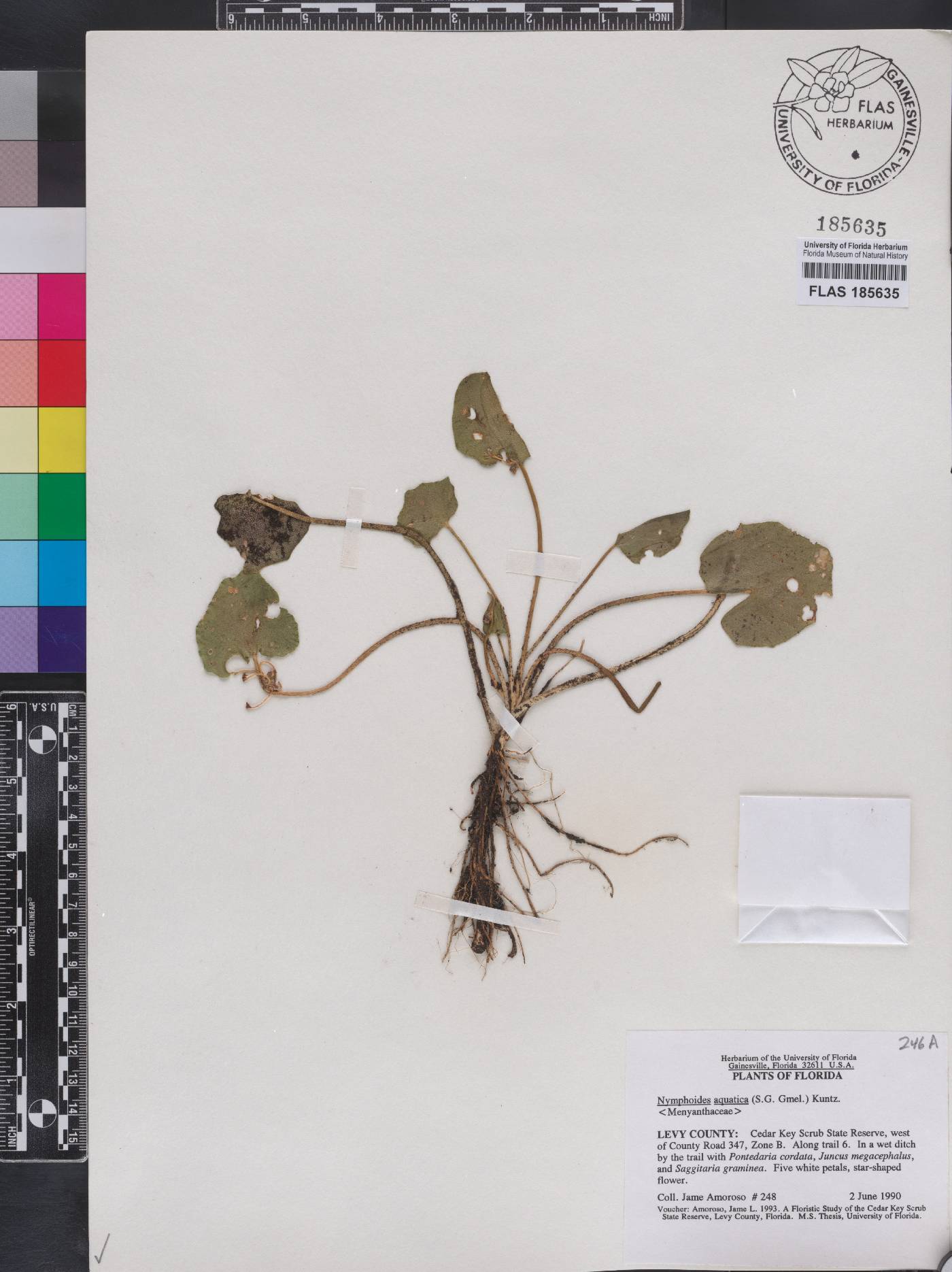 Nymphoides aquatica image