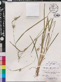 Carex lonchocarpa image