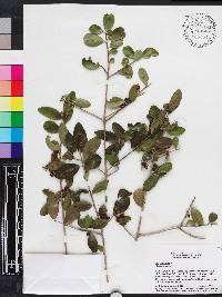 Ilex vomitoria image