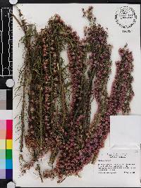 Liatris gracilis image