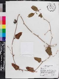 Smilax auriculata image