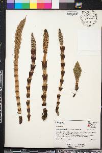 Equisetum telmateia image