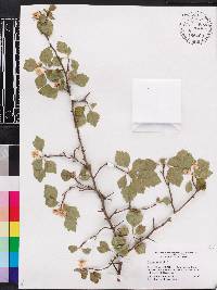 Crataegus viridis image