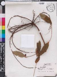 Ardisia crenata image