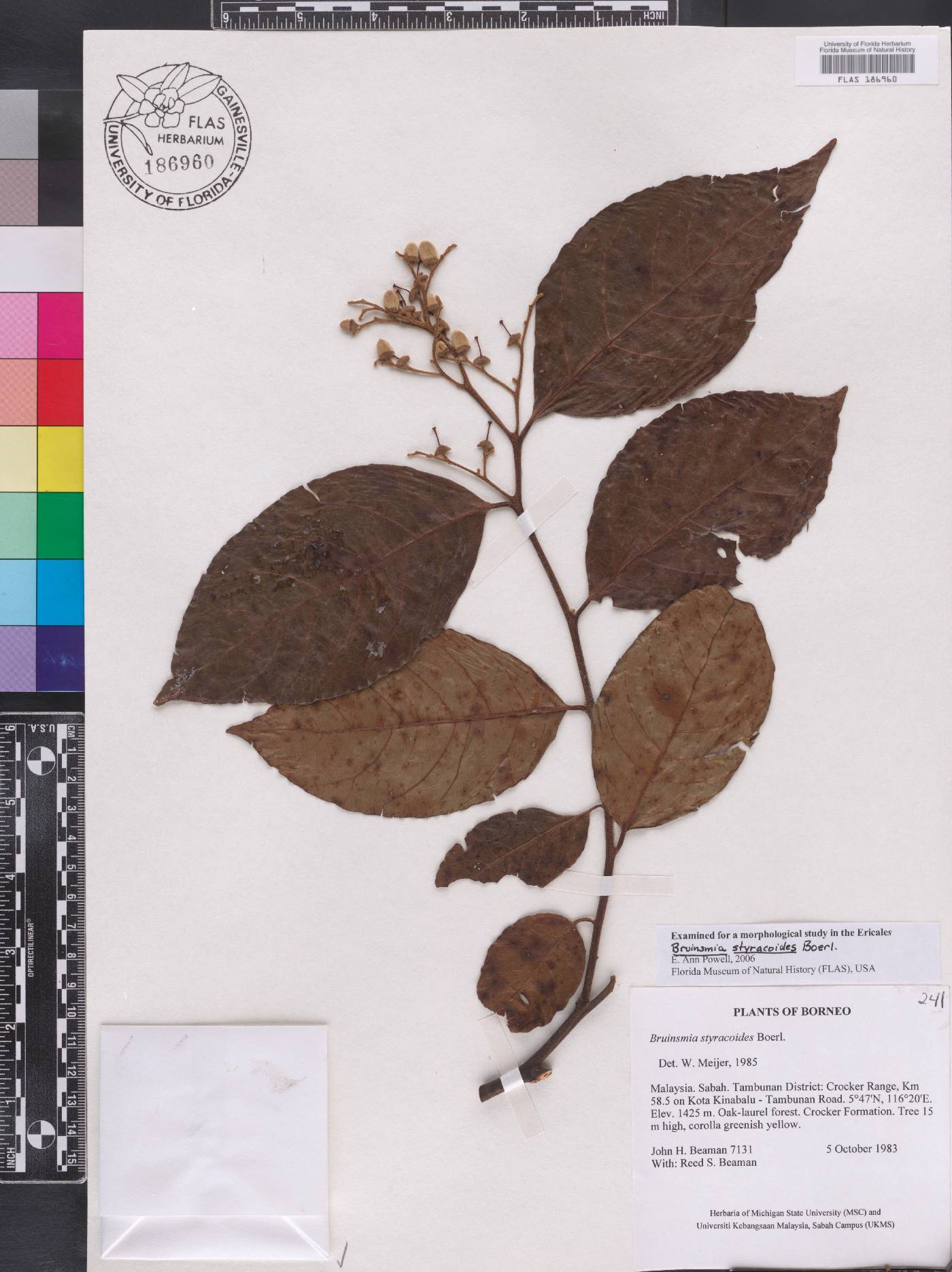 Bruinsmia styracoides image