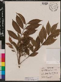 Zanthoxylum riedelianum image