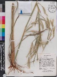 Andropogon gayanus image