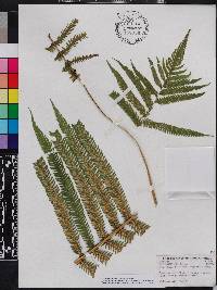 Thelypteris patens image