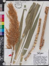 Phragmites australis image