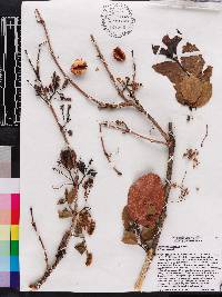 Combretum psidioides image