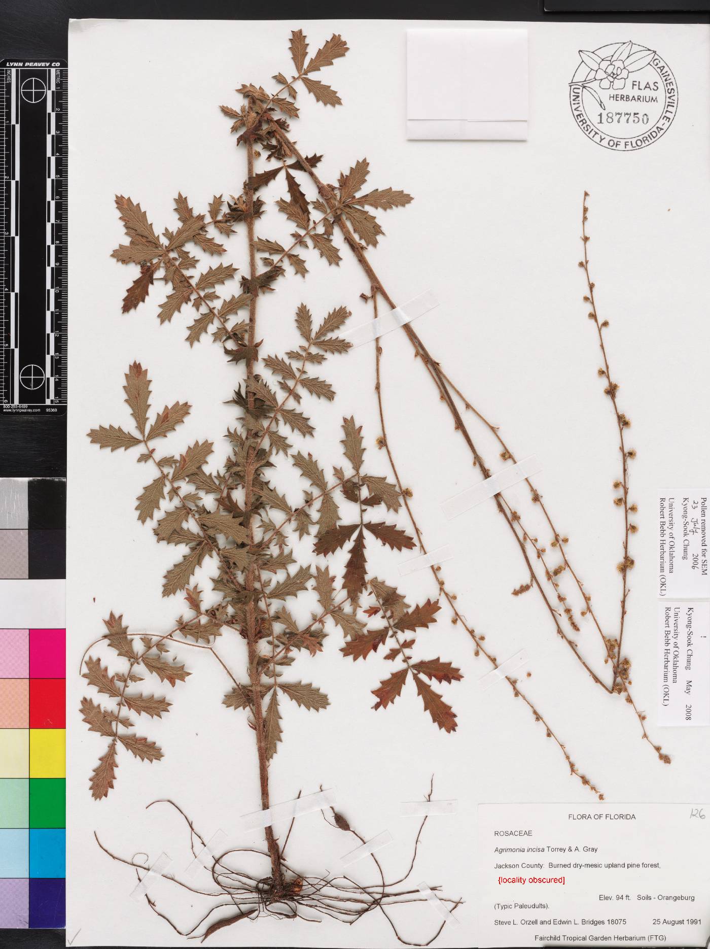 Agrimonia incisa image