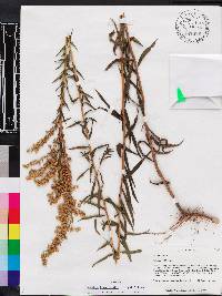 Solidago leavenworthii image