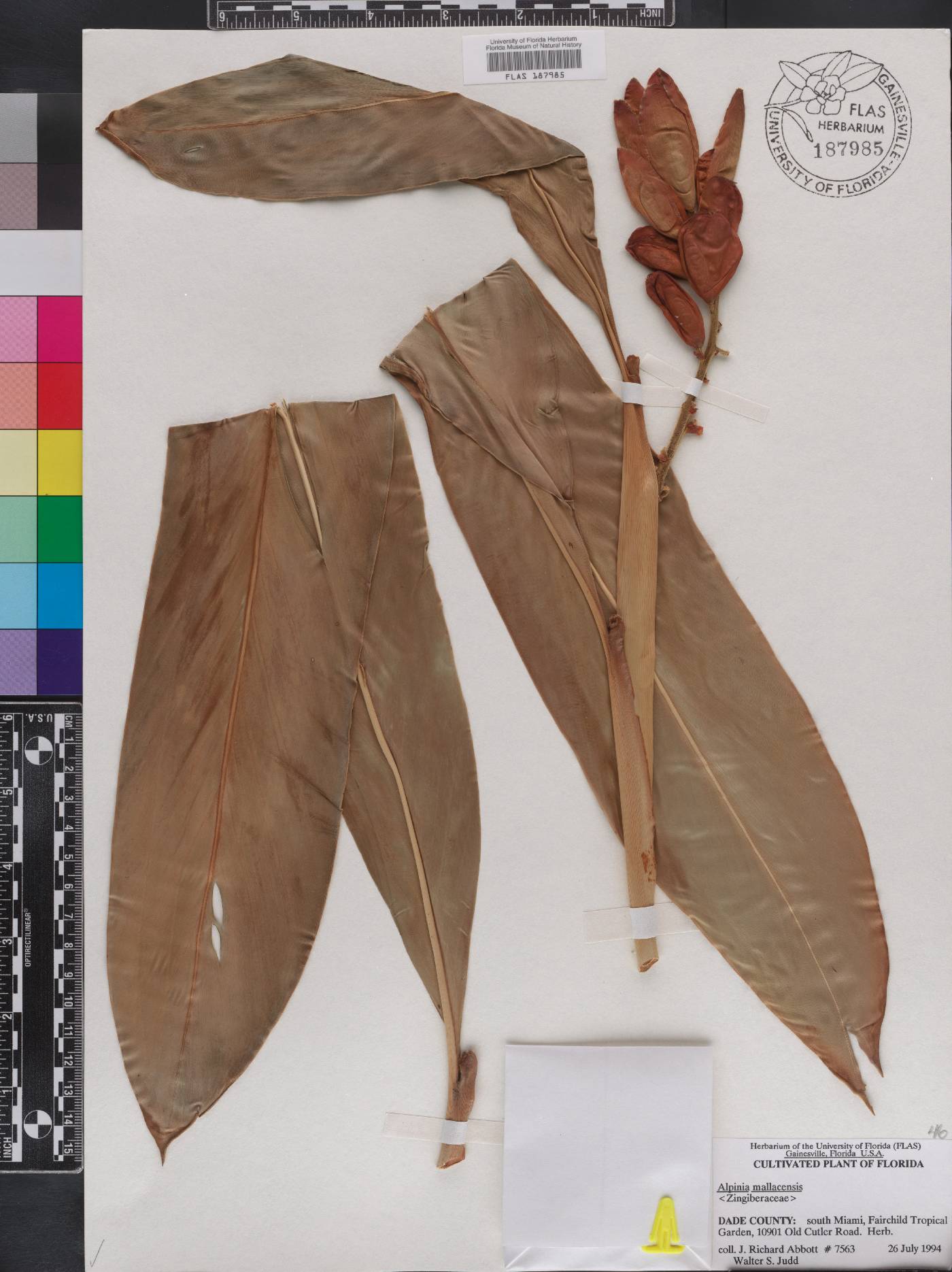 Alpinia malaccensis image