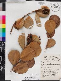 Magnolia pallescens image