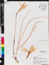 Zephyranthes atamasca image