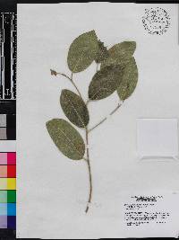 Drypetes diversifolia image