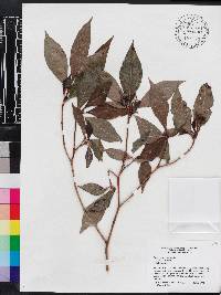 Psychotria nervosa image