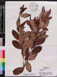 Rhodomyrtus tomentosa image
