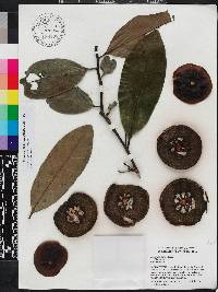 Diospyros nigra image