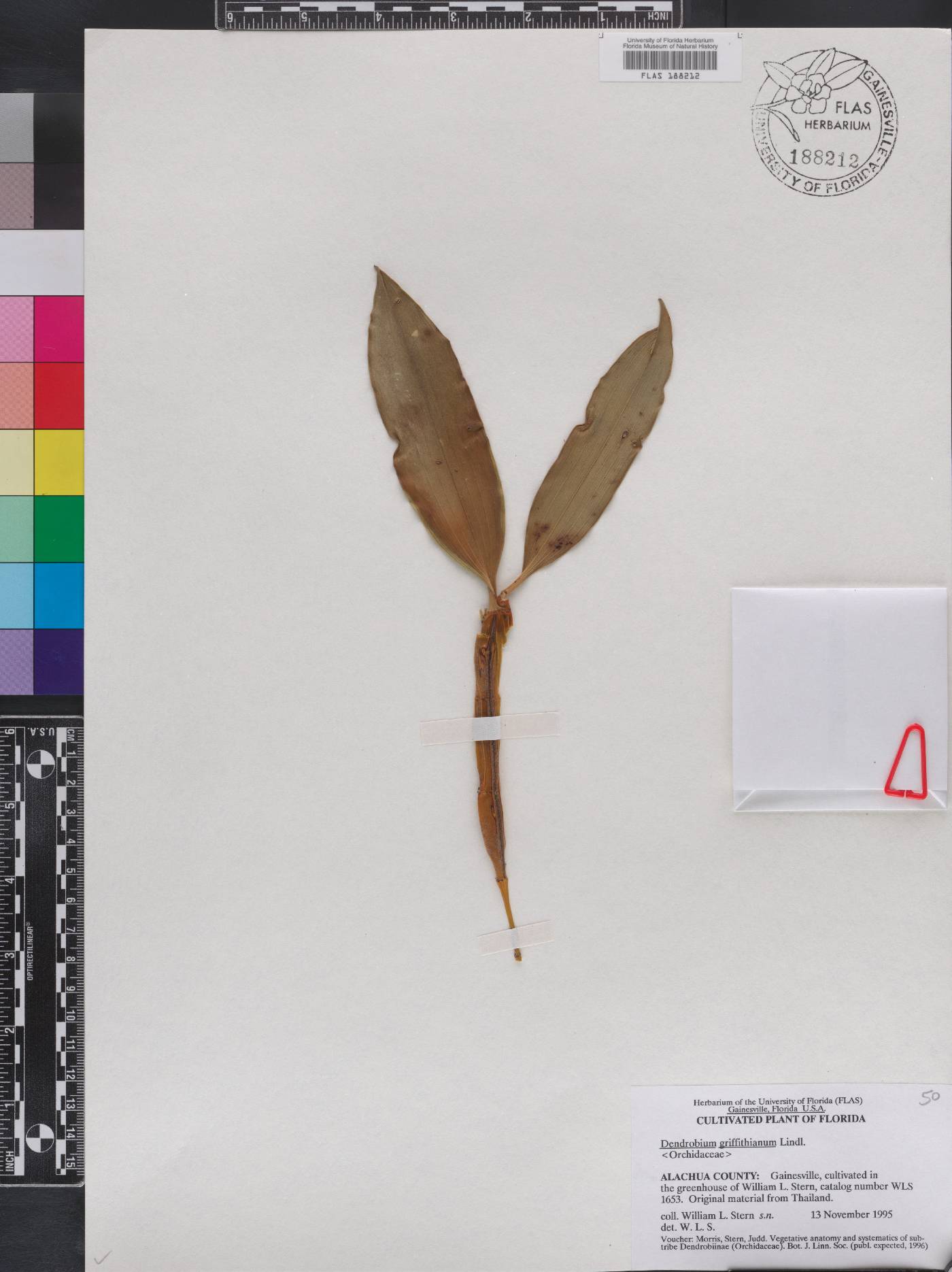 Dendrobium griffithianum image