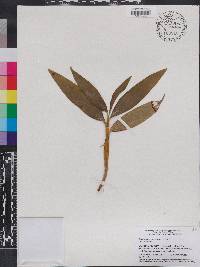Dendrobium thyrsiflorum image