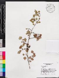 Crataegus marshallii image