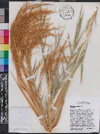 Phragmites australis image