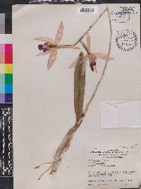 Laelia anceps image