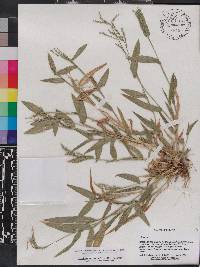 Urochloa adspersa image