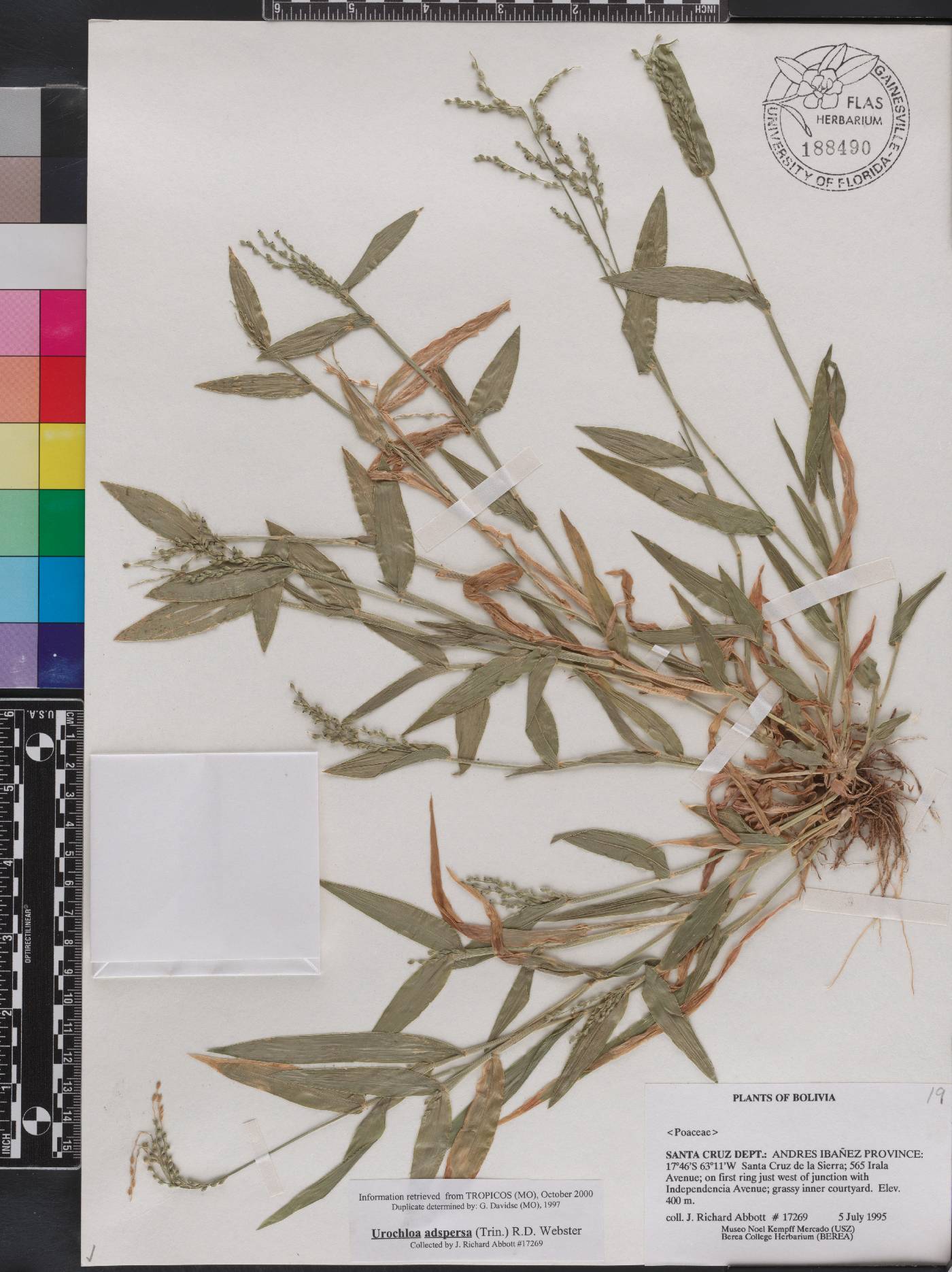 Urochloa adspersa image