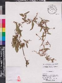 Muehlenbeckia sagittifolia image