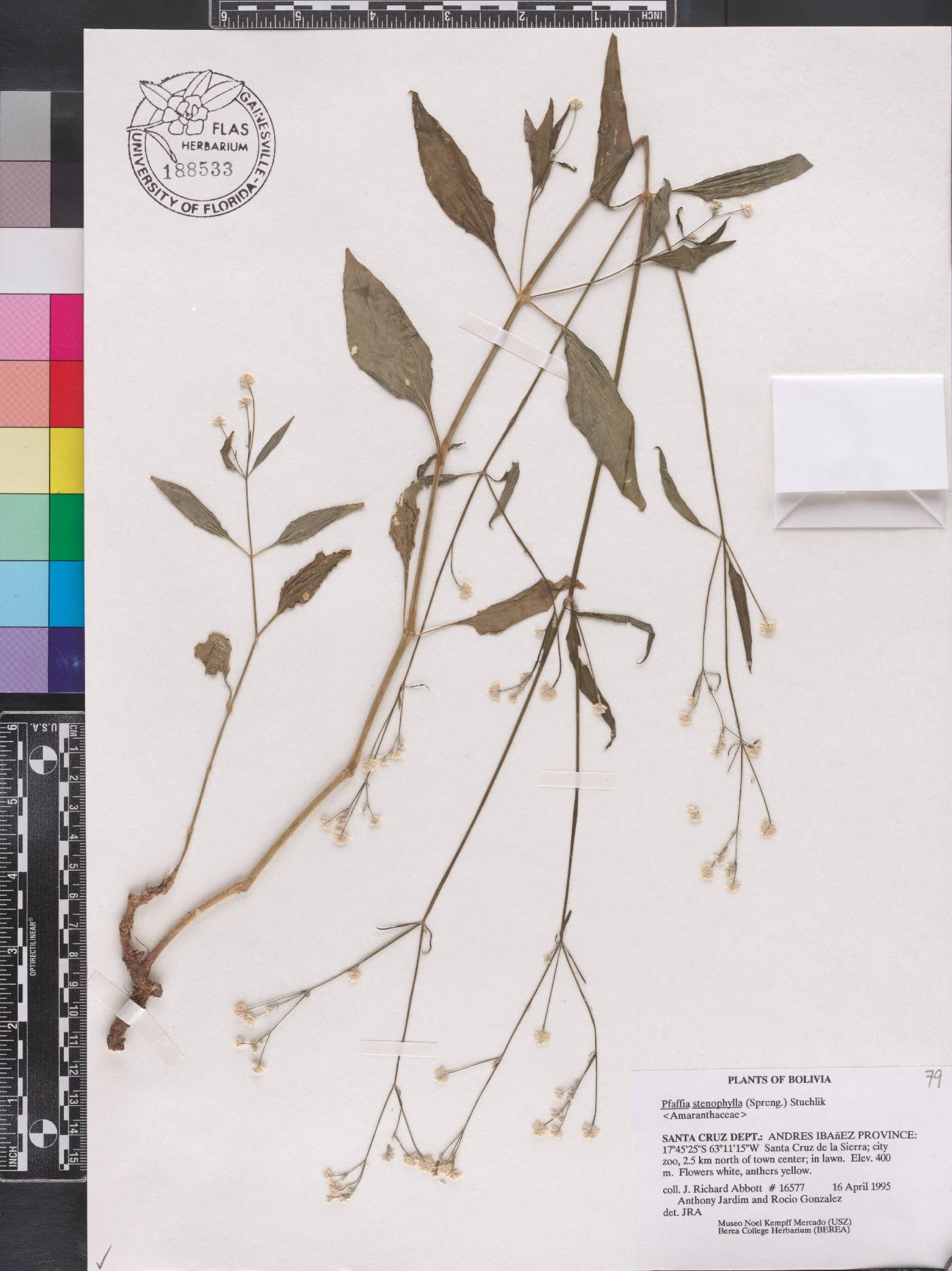 Pfaffia glomerata image