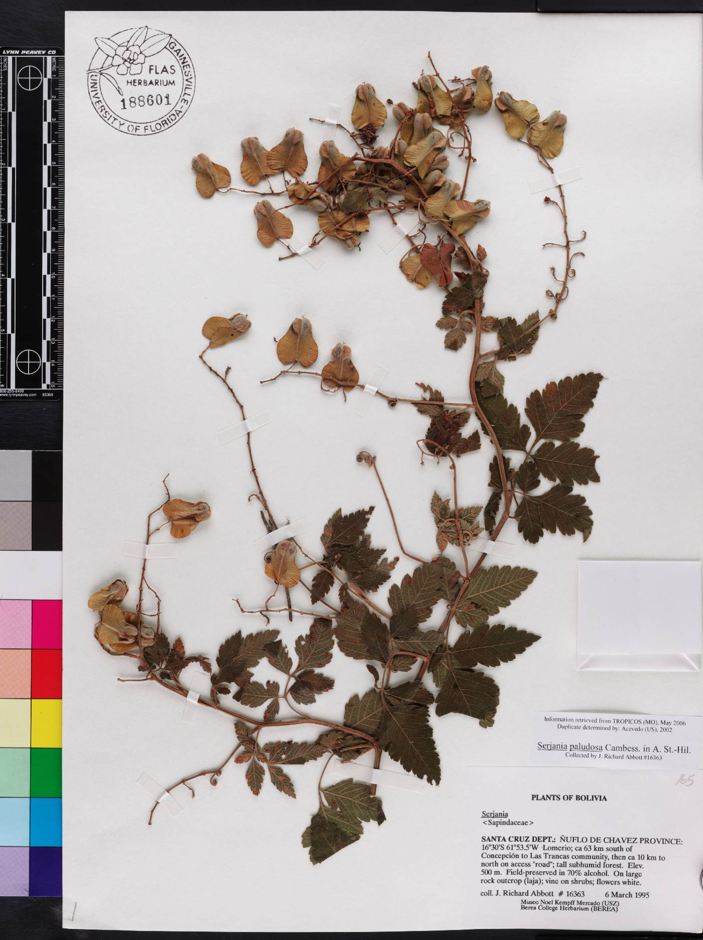Serjania paludosa image