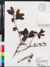 Crinodendron tucumanum image