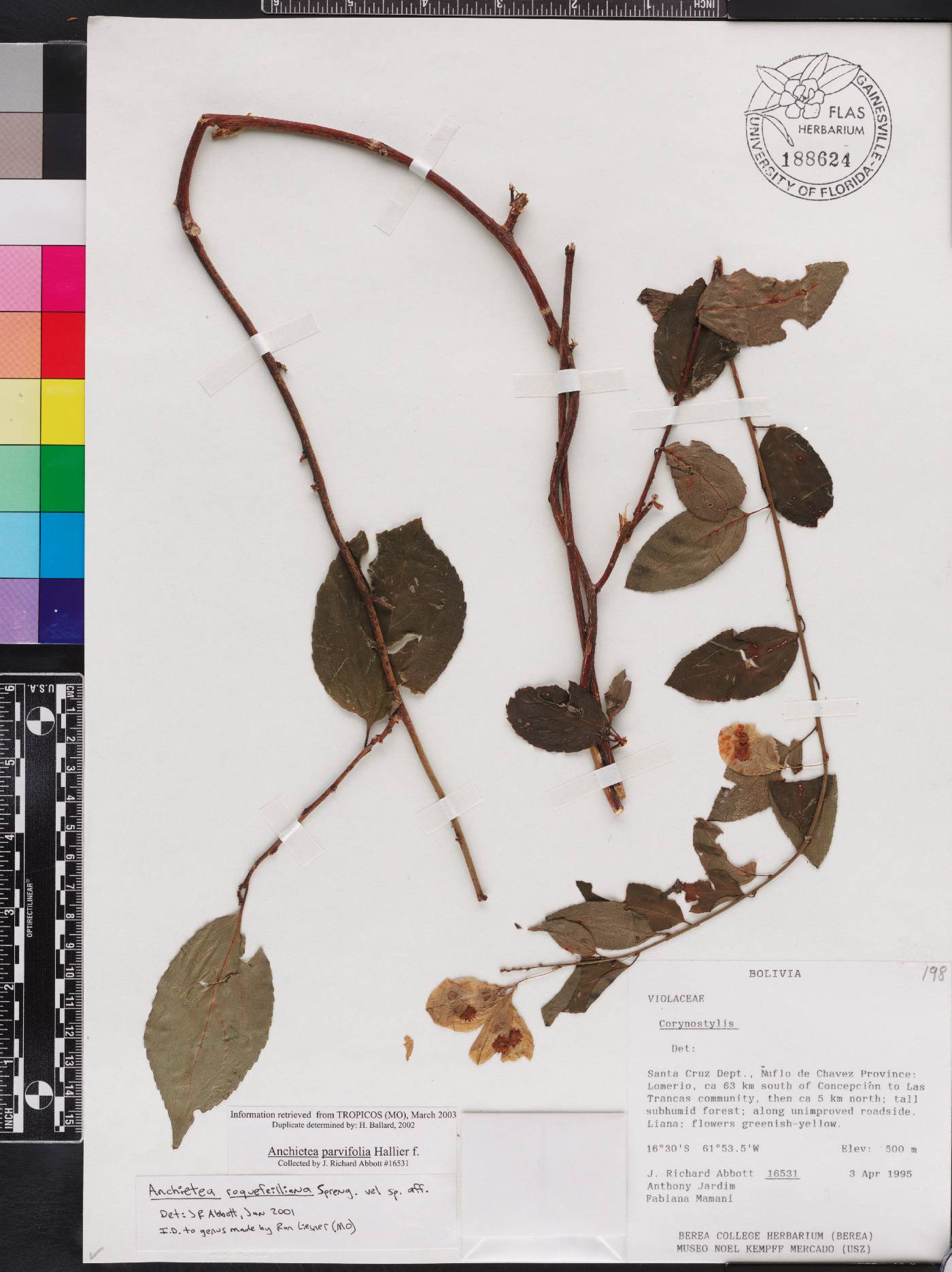 Anchietea pyrifolia image