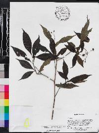 Psychotria trivialis image