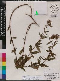 Galianthe laxa image