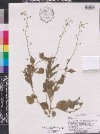 Lobelia xalapensis image