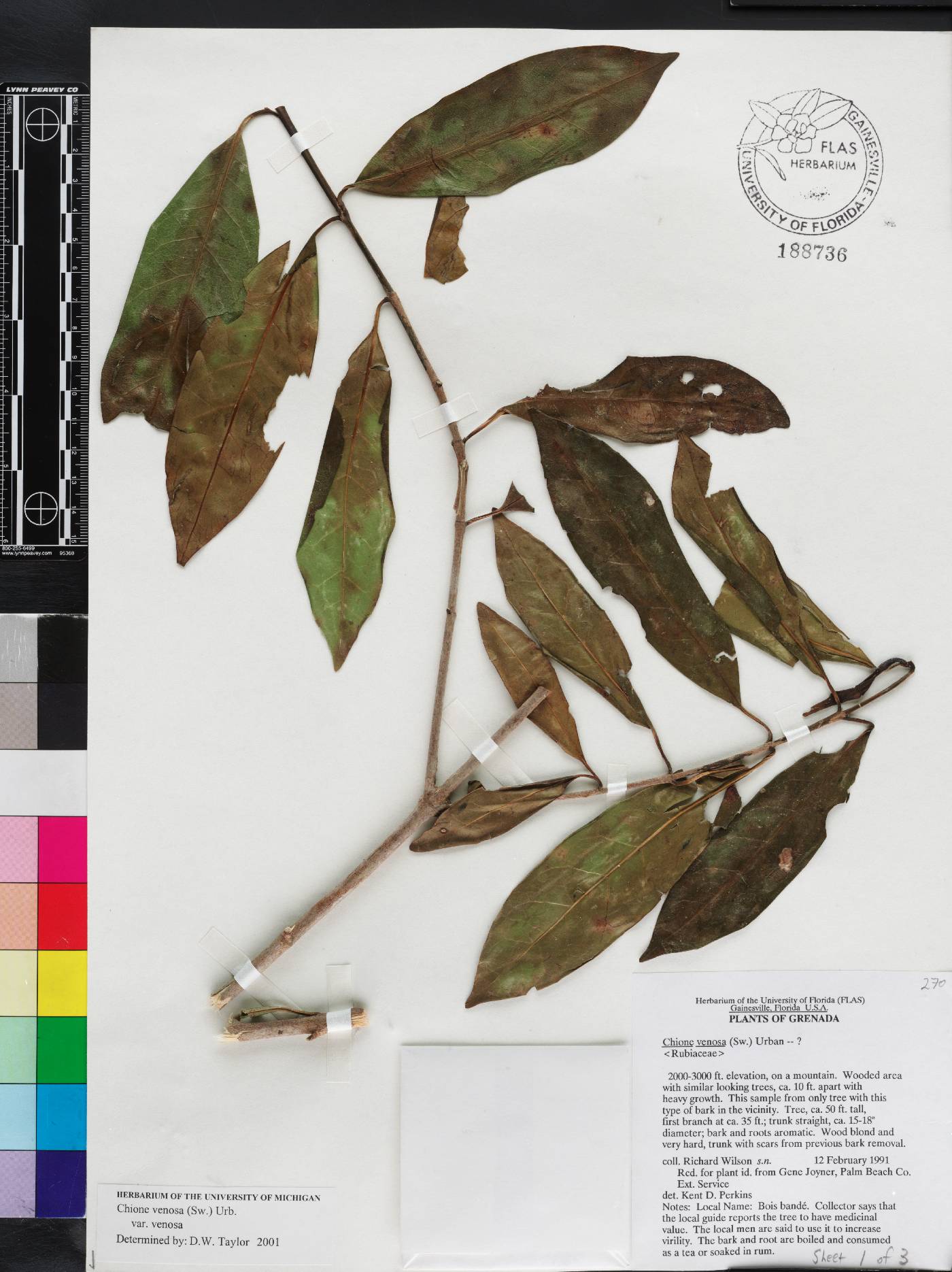 Chione venosa image