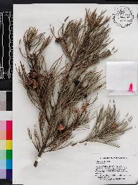 Hakea drupacea image