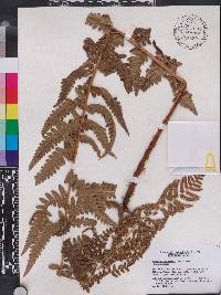 Dryopteris ludoviciana image