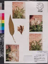 Dracaena aubryana image