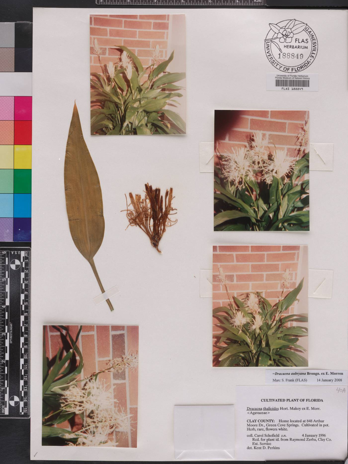 Dracaena aubryana image